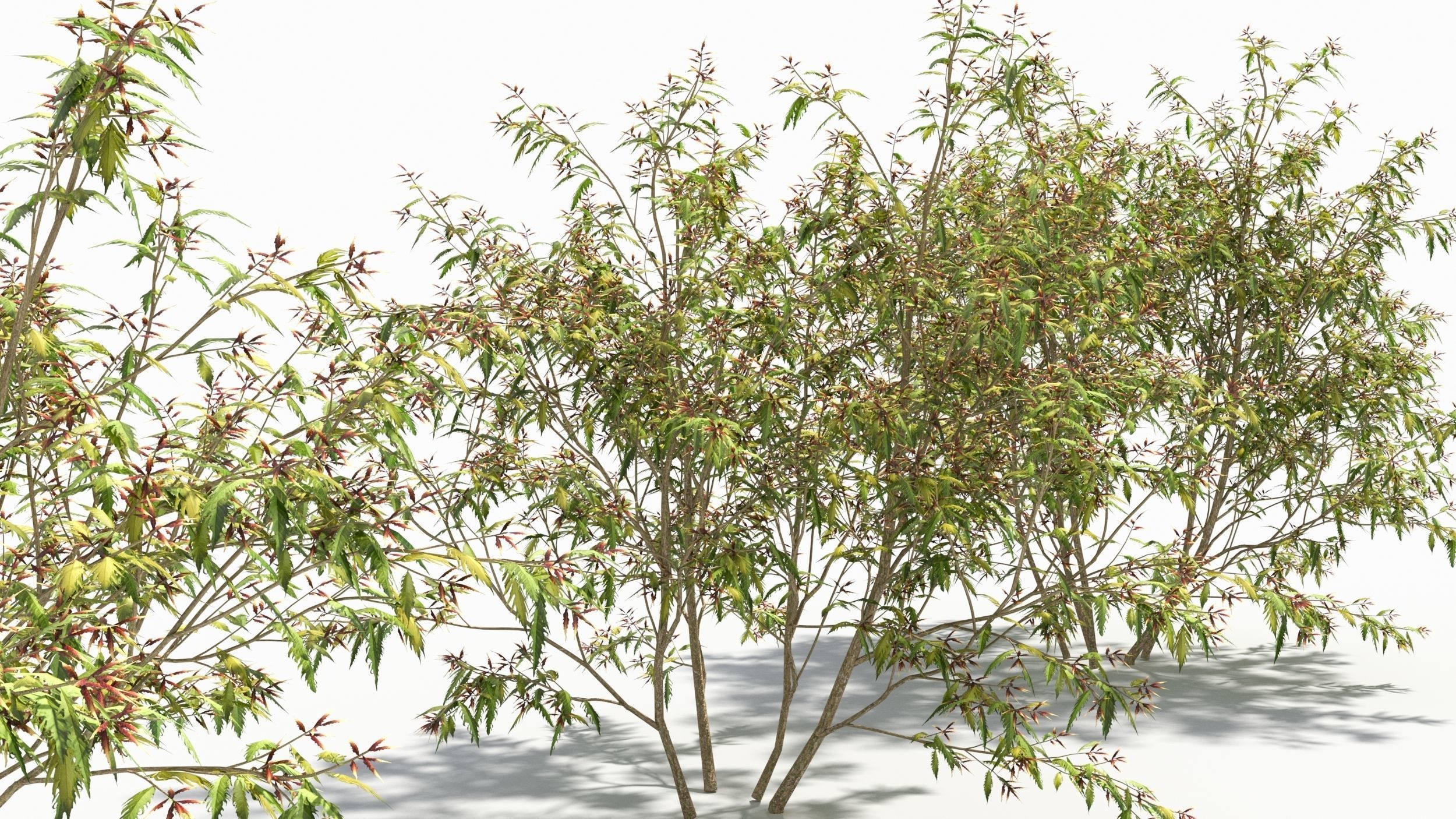 Sambucus tree 3D model_4