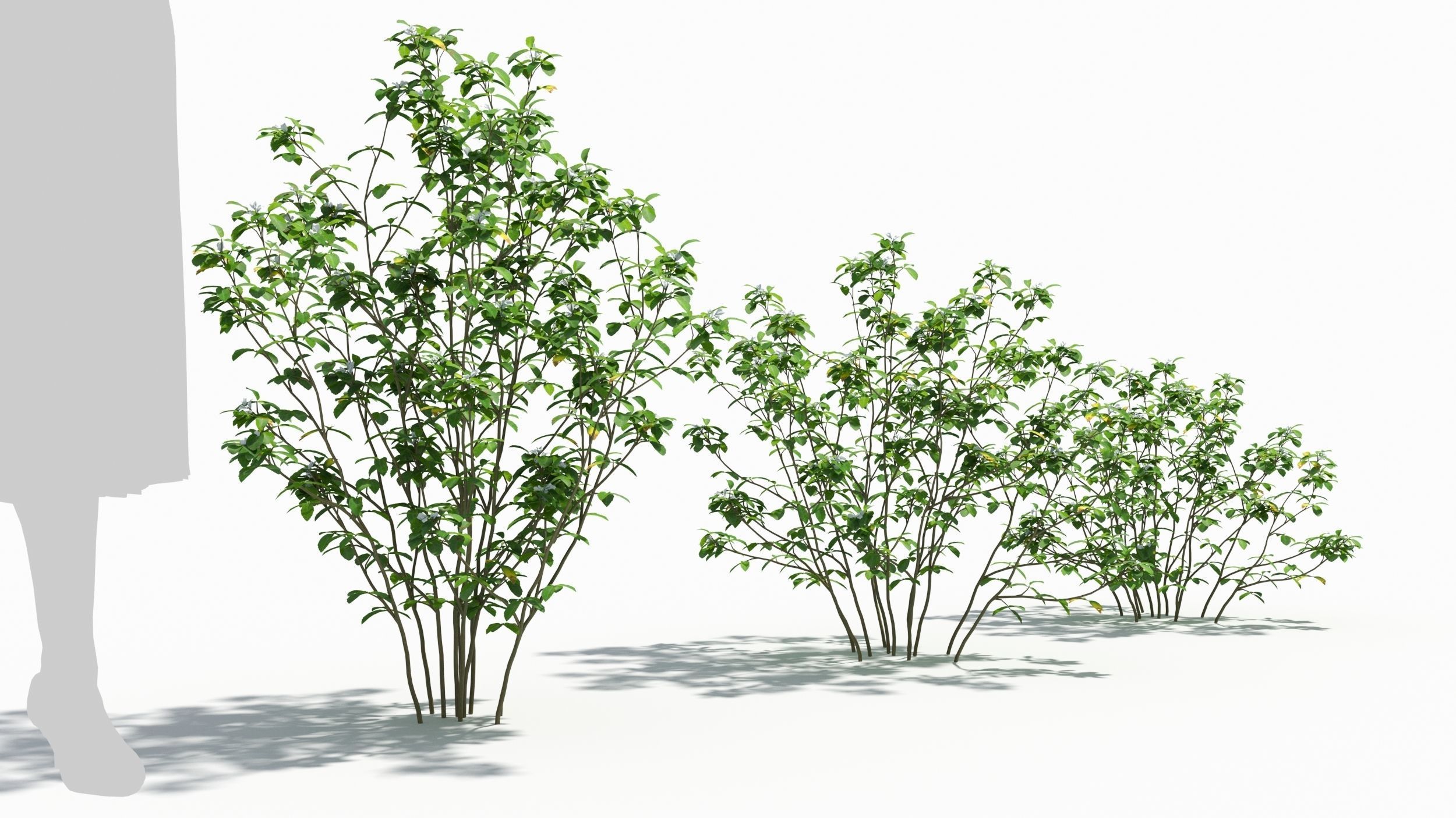 Trigonella tree 3D model_2
