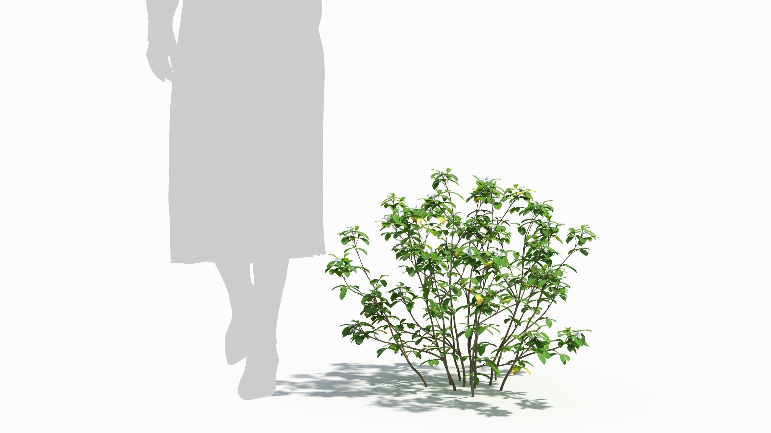 Trigonella tree 3D model_7