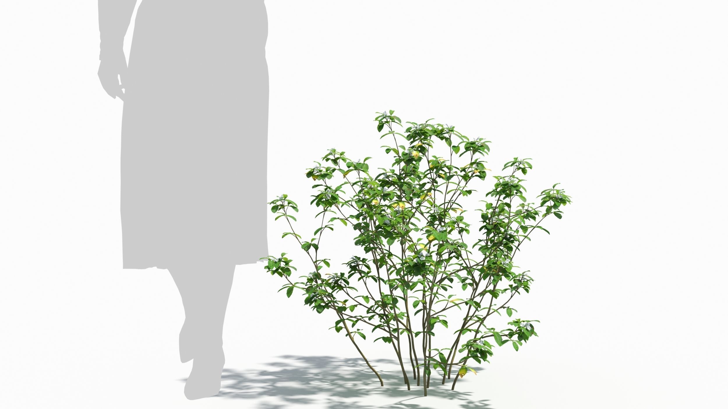 Trigonella tree 3D model_6