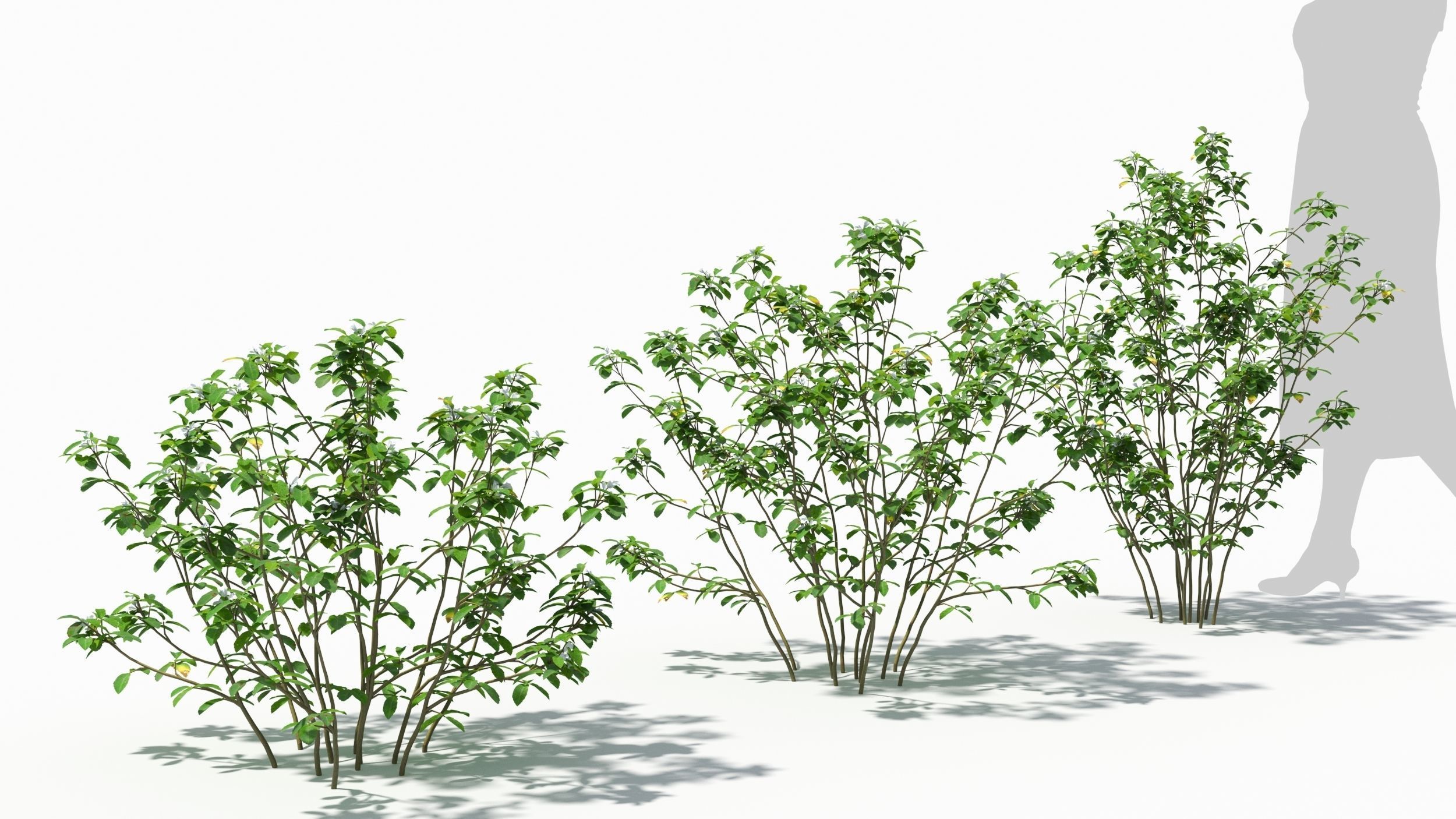 Trigonella tree 3D model_3