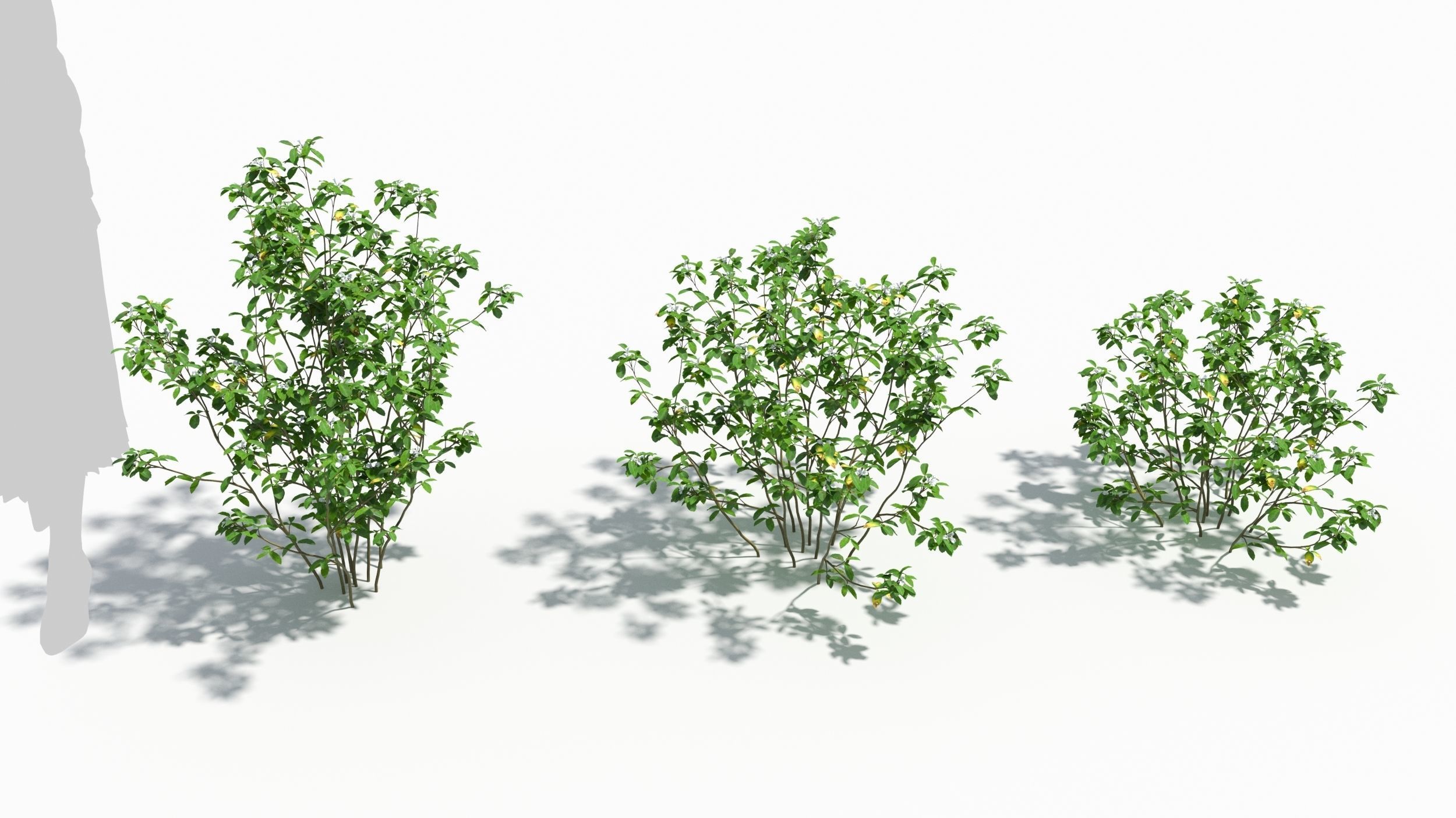 Trigonella tree 3D model_1