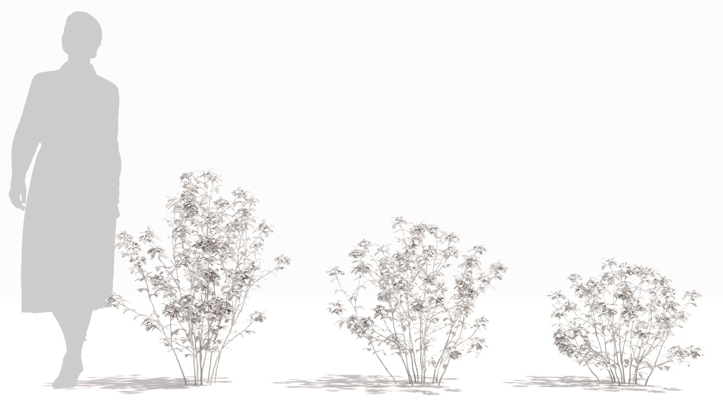 Trigonella tree 3D model_8