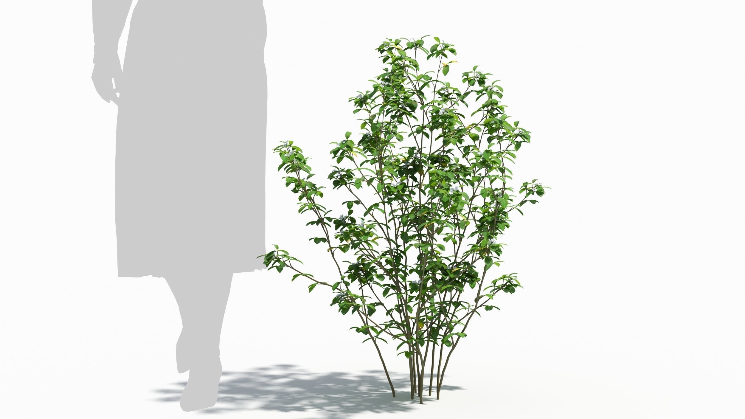 Trigonella tree 3D model_5