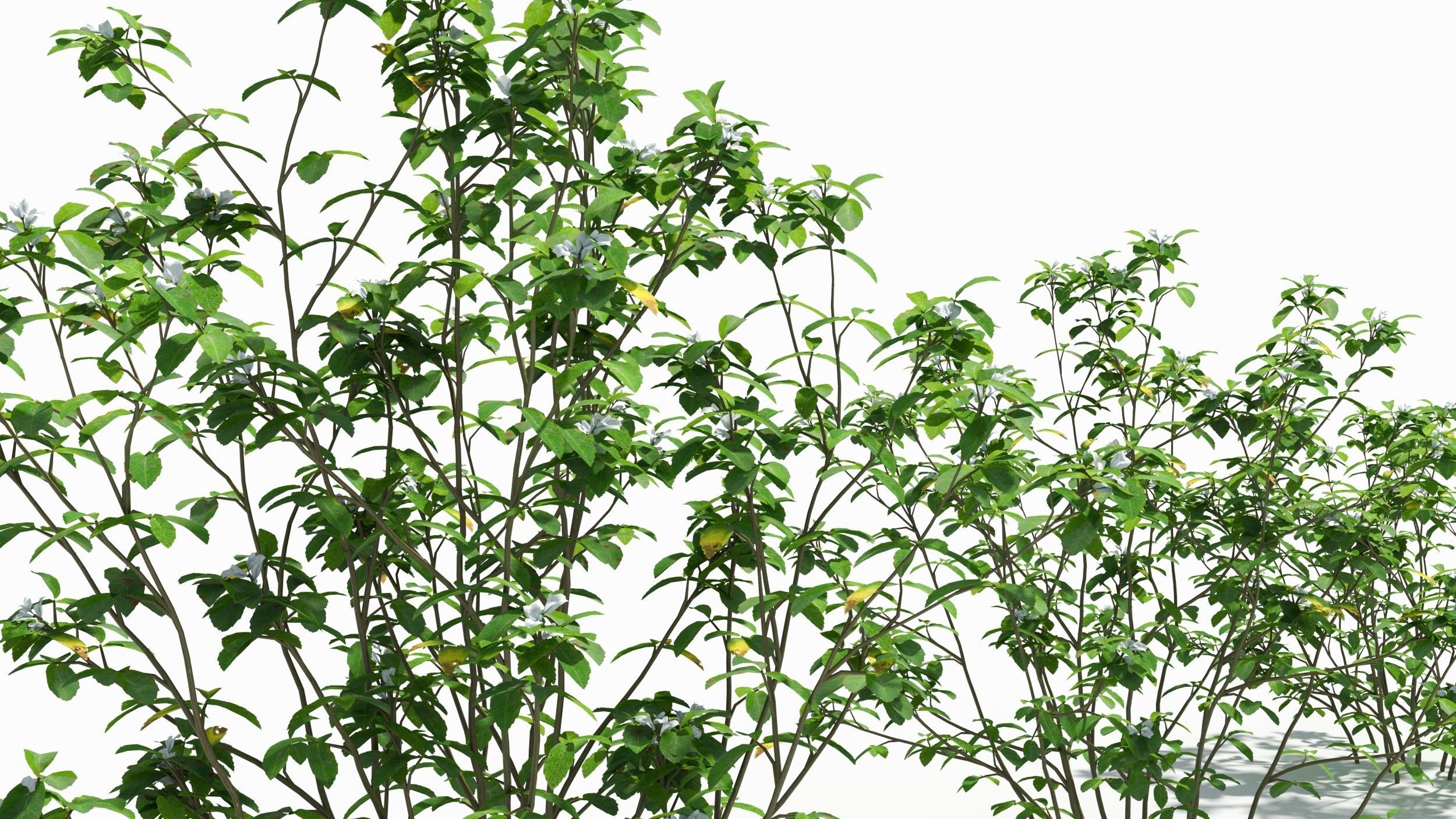 Trigonella tree 3D model_4