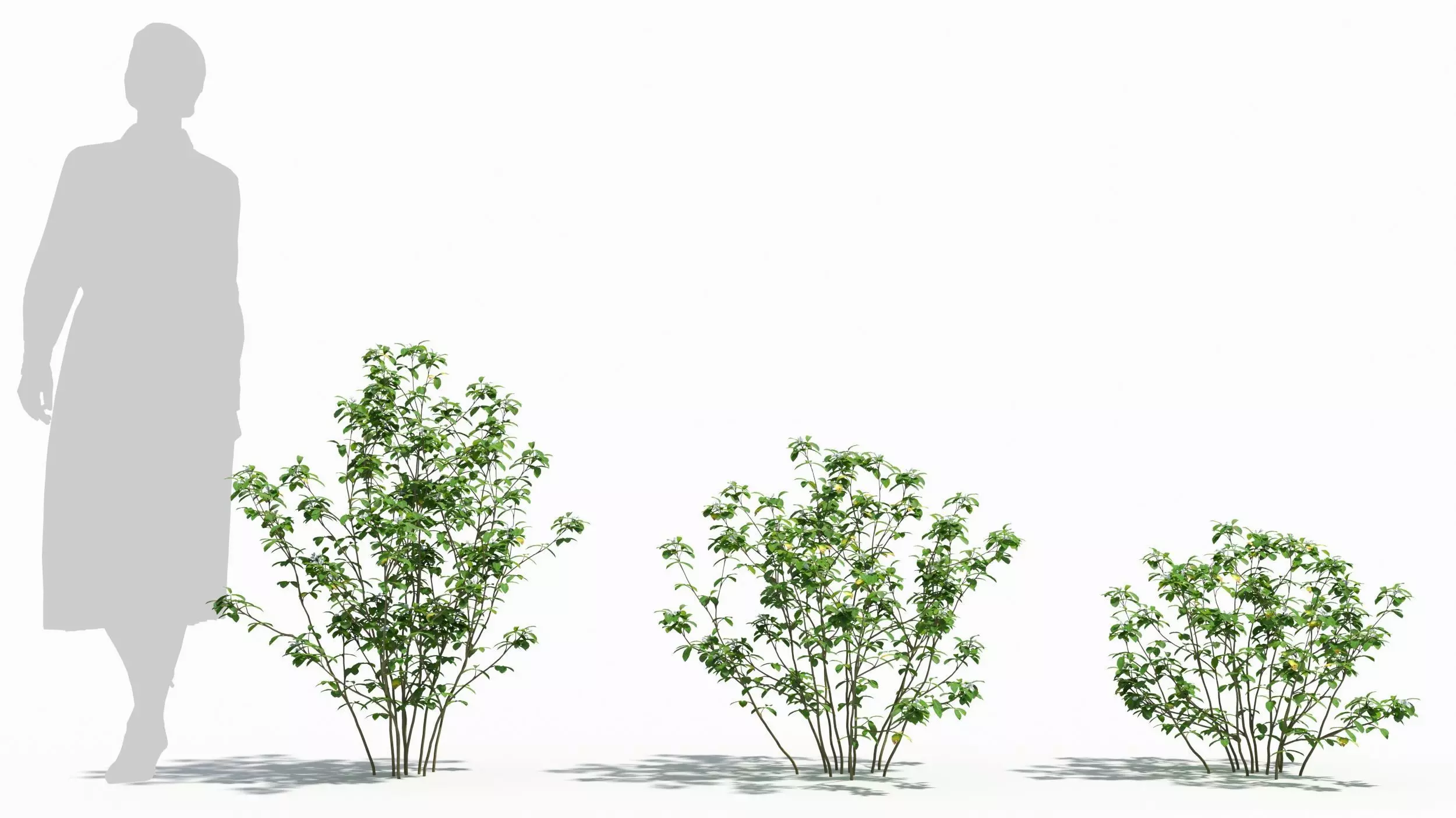 Trigonella tree 3D model_0