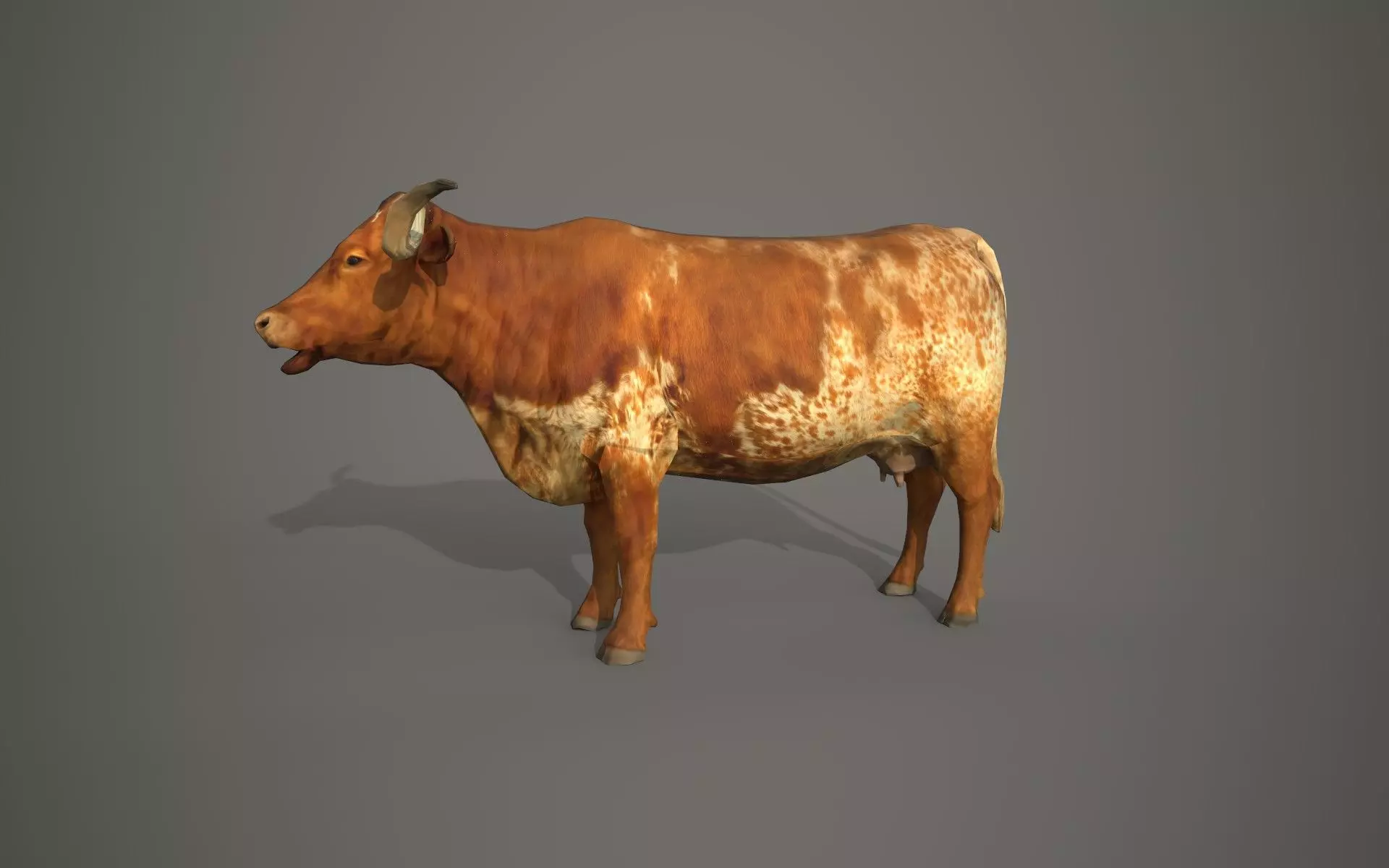 Dairy cow Low-poly 3D model_0