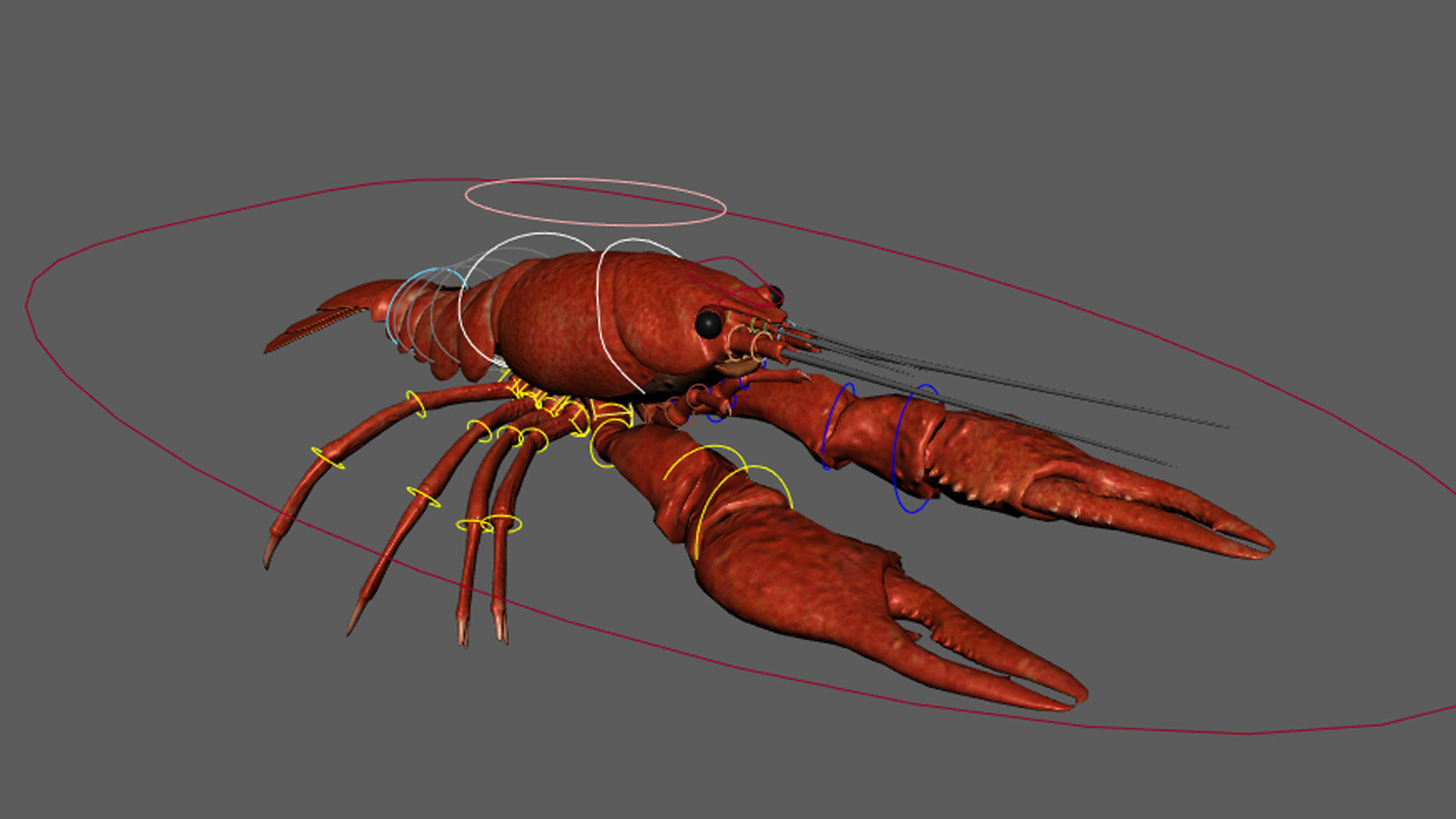Crawfish  3D model_3