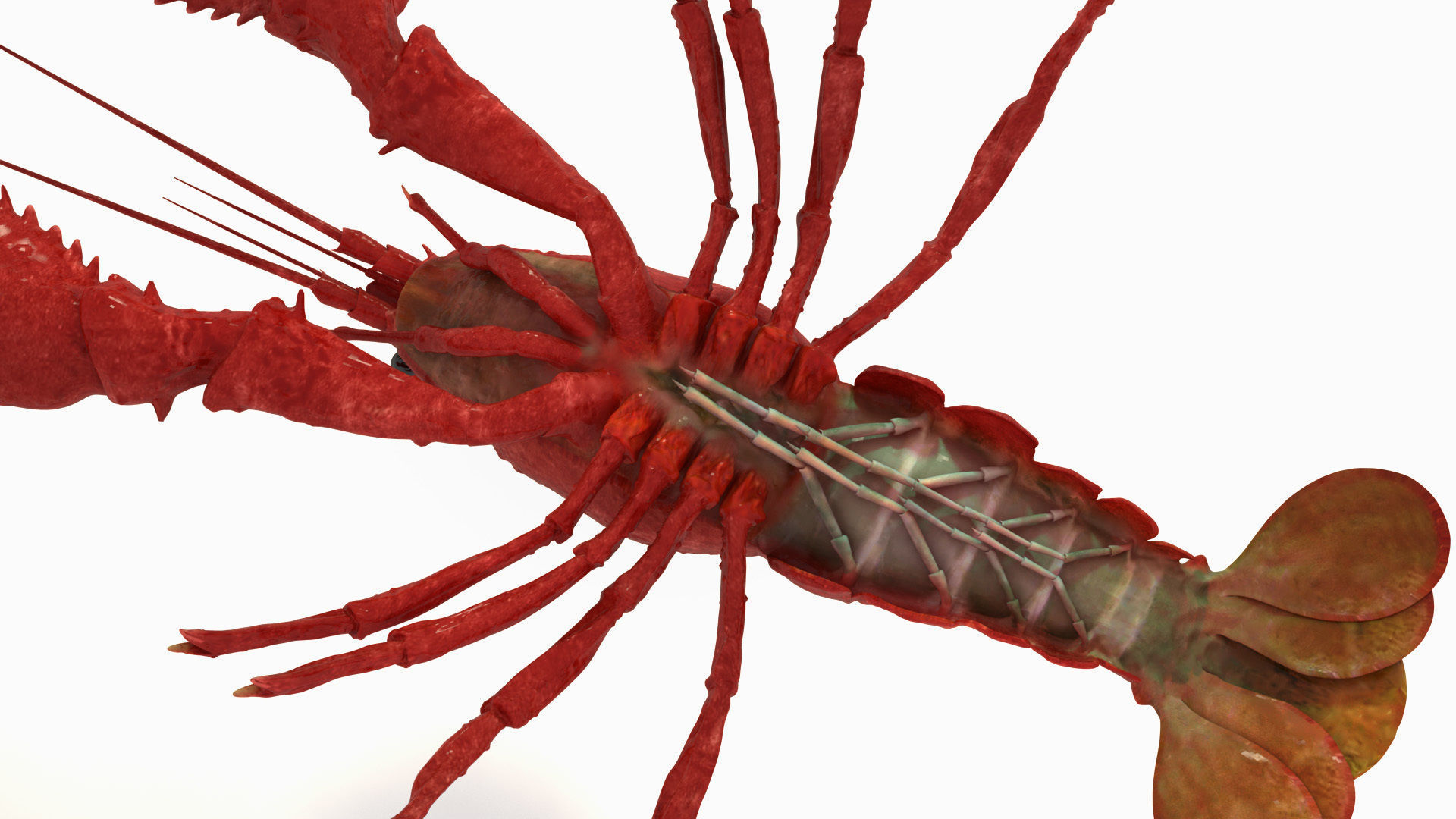 Crawfish  3D model_6