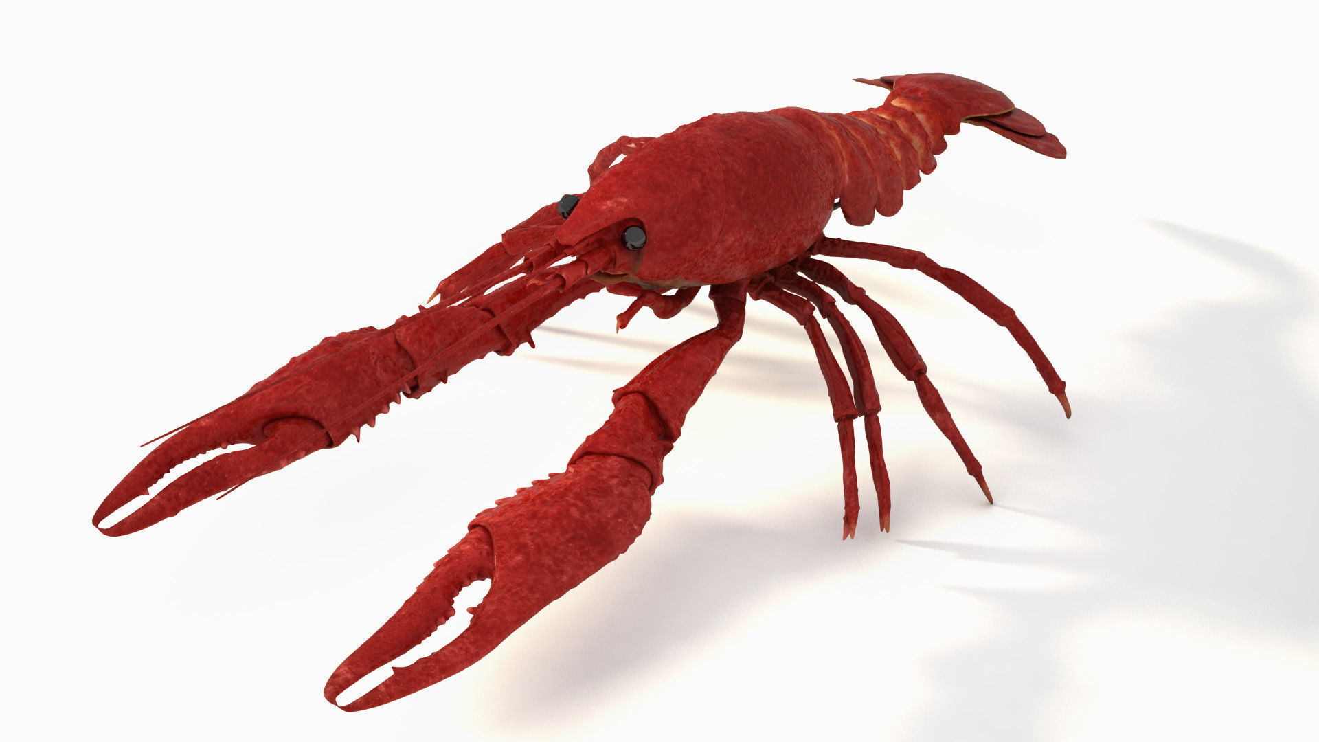 Crawfish  3D model_4