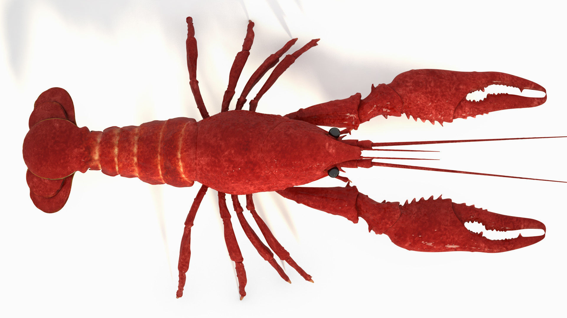Crawfish  3D model_2