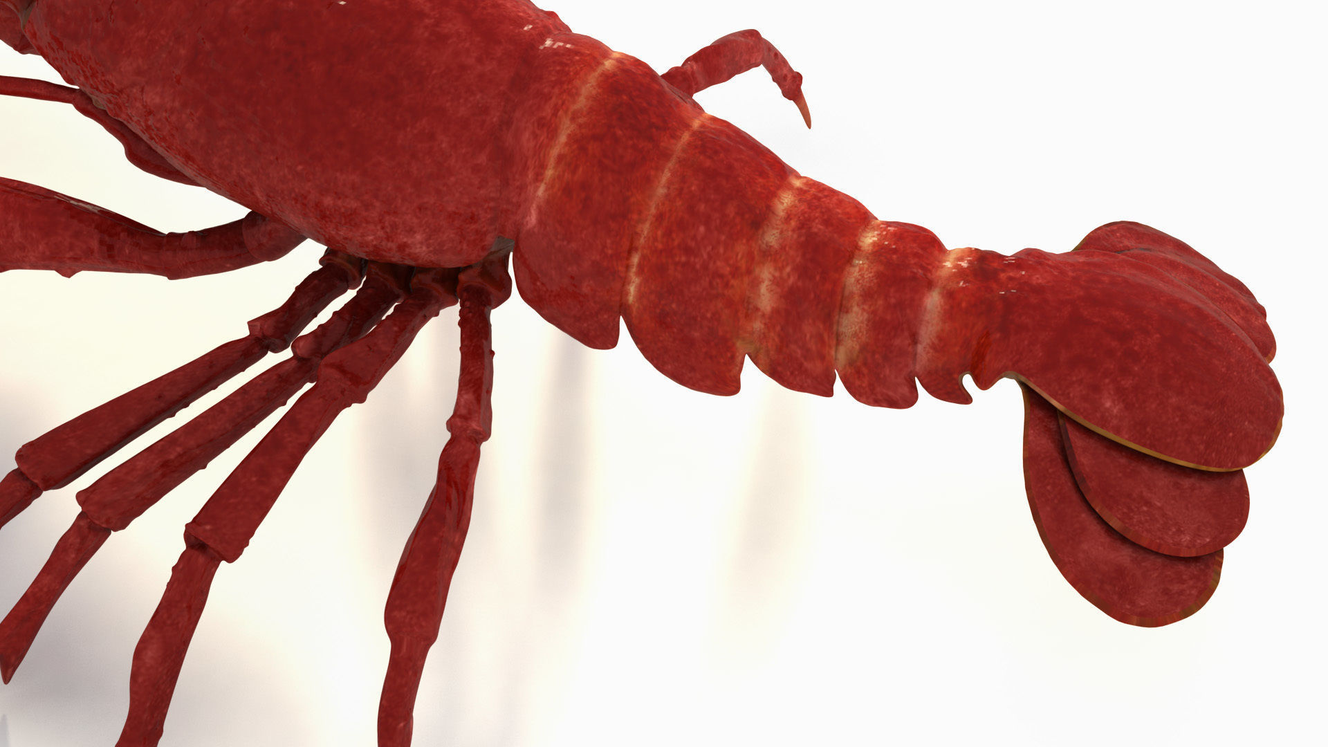 Crawfish  3D model_8