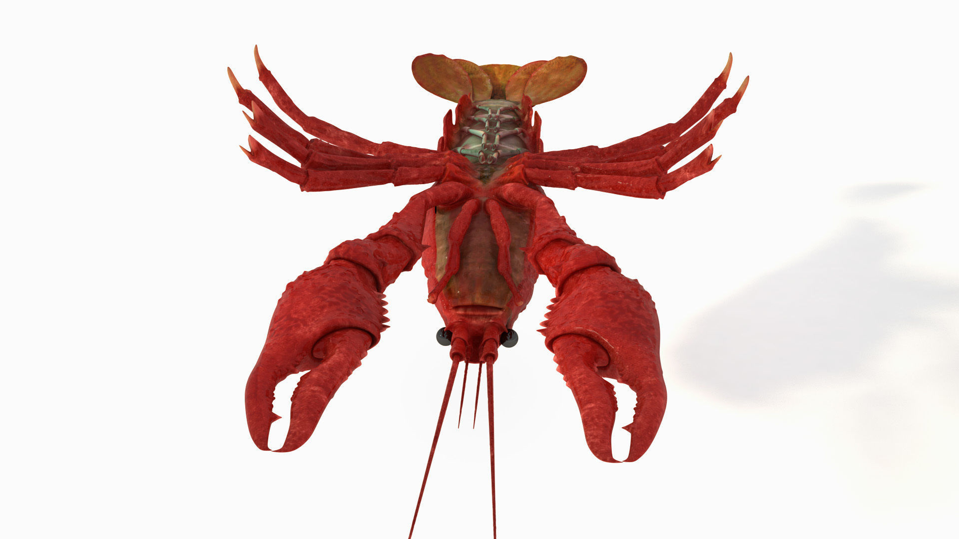 Crawfish  3D model_5