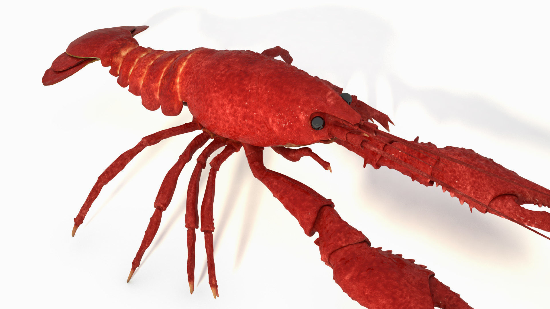 Crawfish  3D model_1