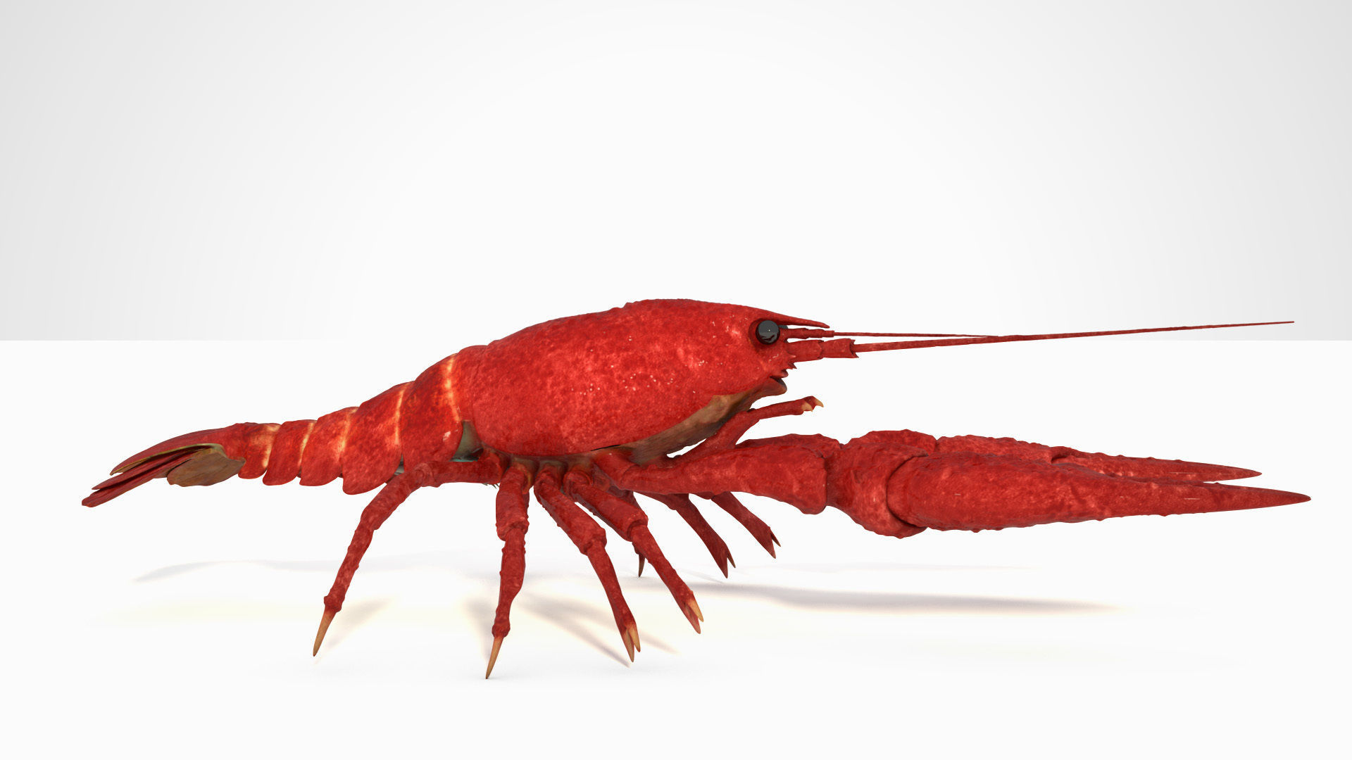Crawfish  3D model_9