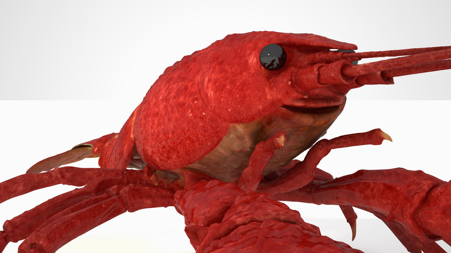 Crawfish  3D model_10