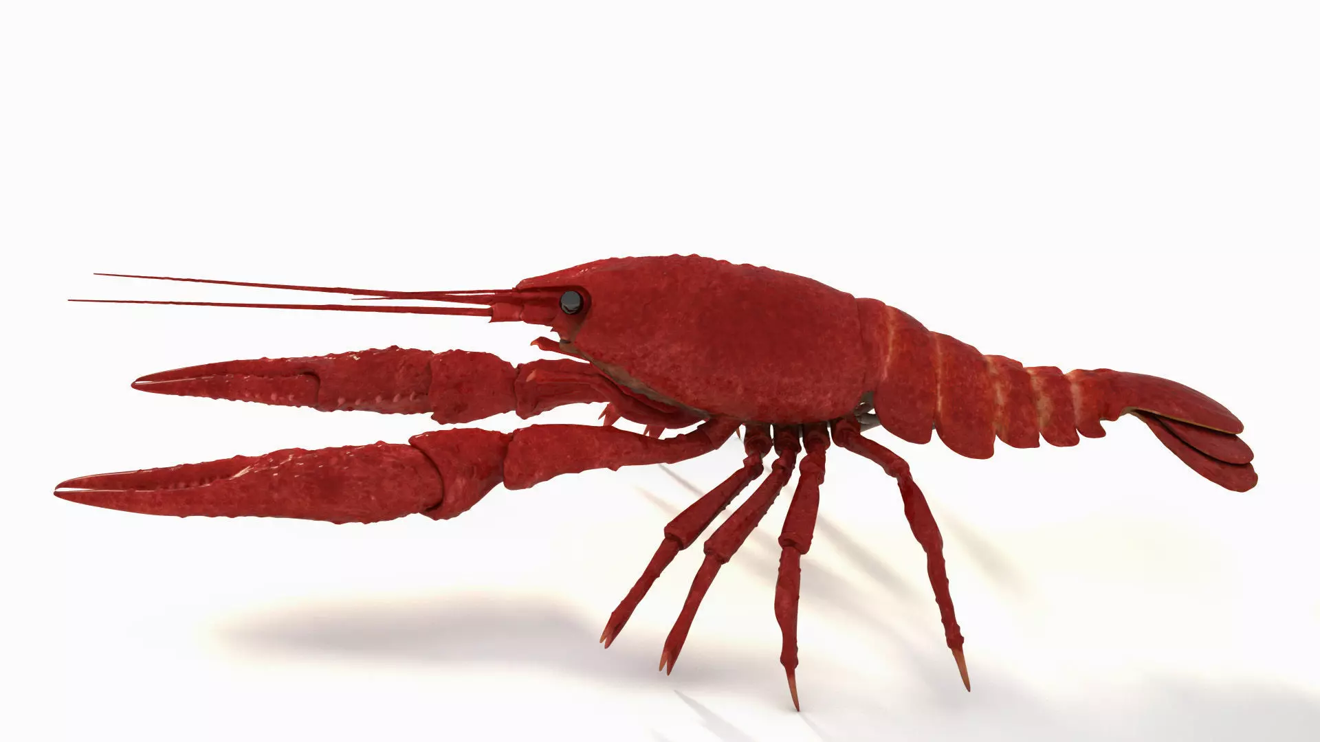 Crawfish  3D model_0