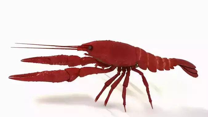 Crawfish  3D model