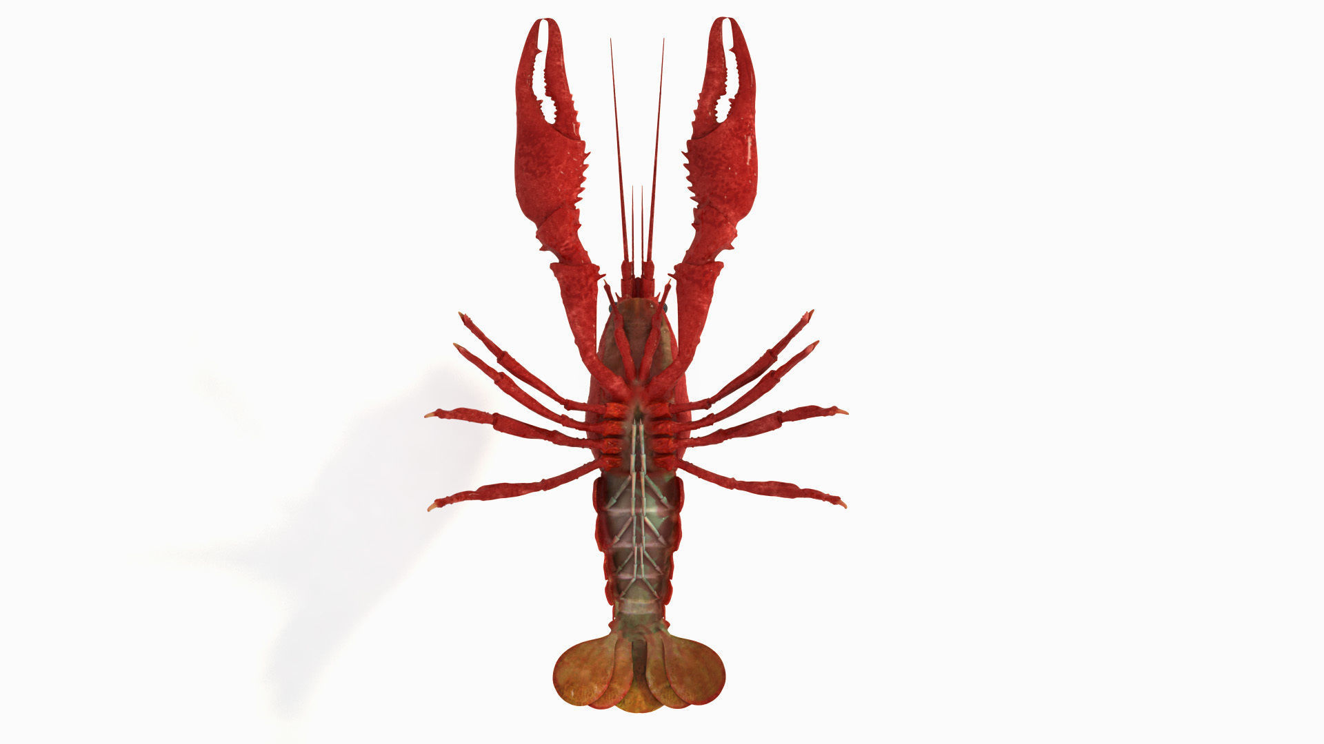 Crawfish  3D model_7