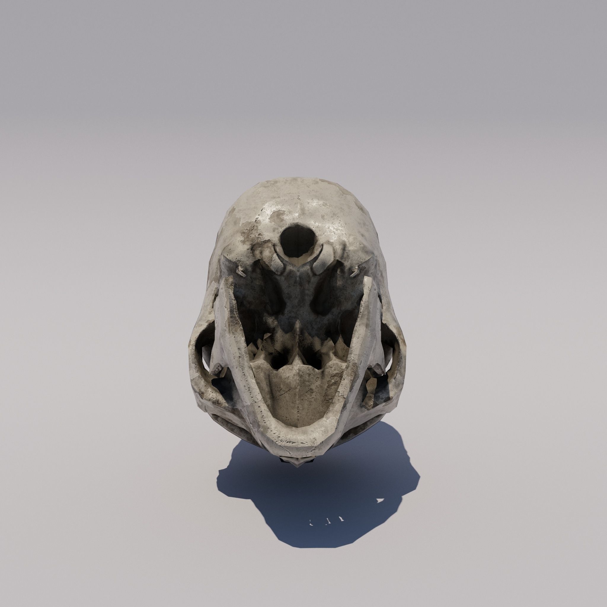Skull  Low-poly 3D model_6