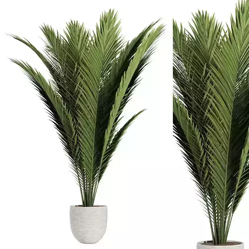 palm indoor plant 3D model