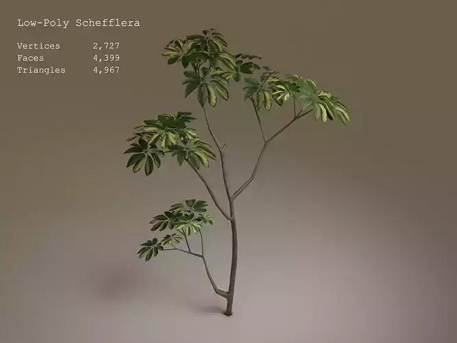 Low-Poly Schefflera tree