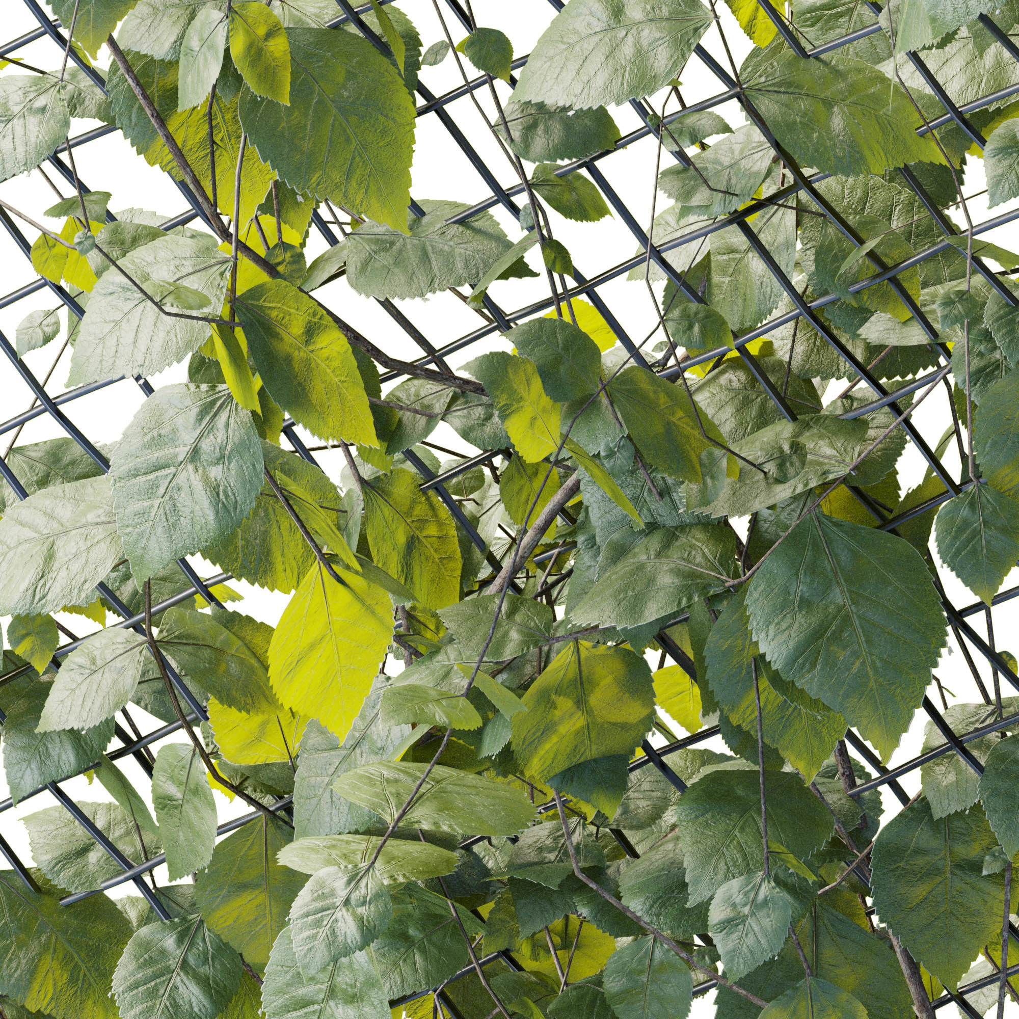 Ivy on Fence 04 Low-poly 3D model_3