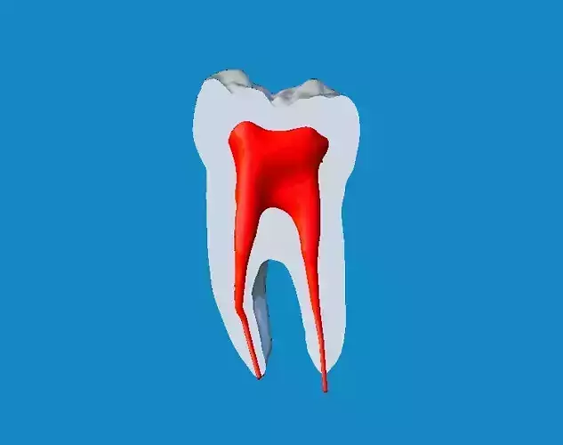 Tooth with pulp cavity 3D print model
