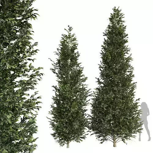 New Tree Carpinus Betulus Med Tall Free 3D model