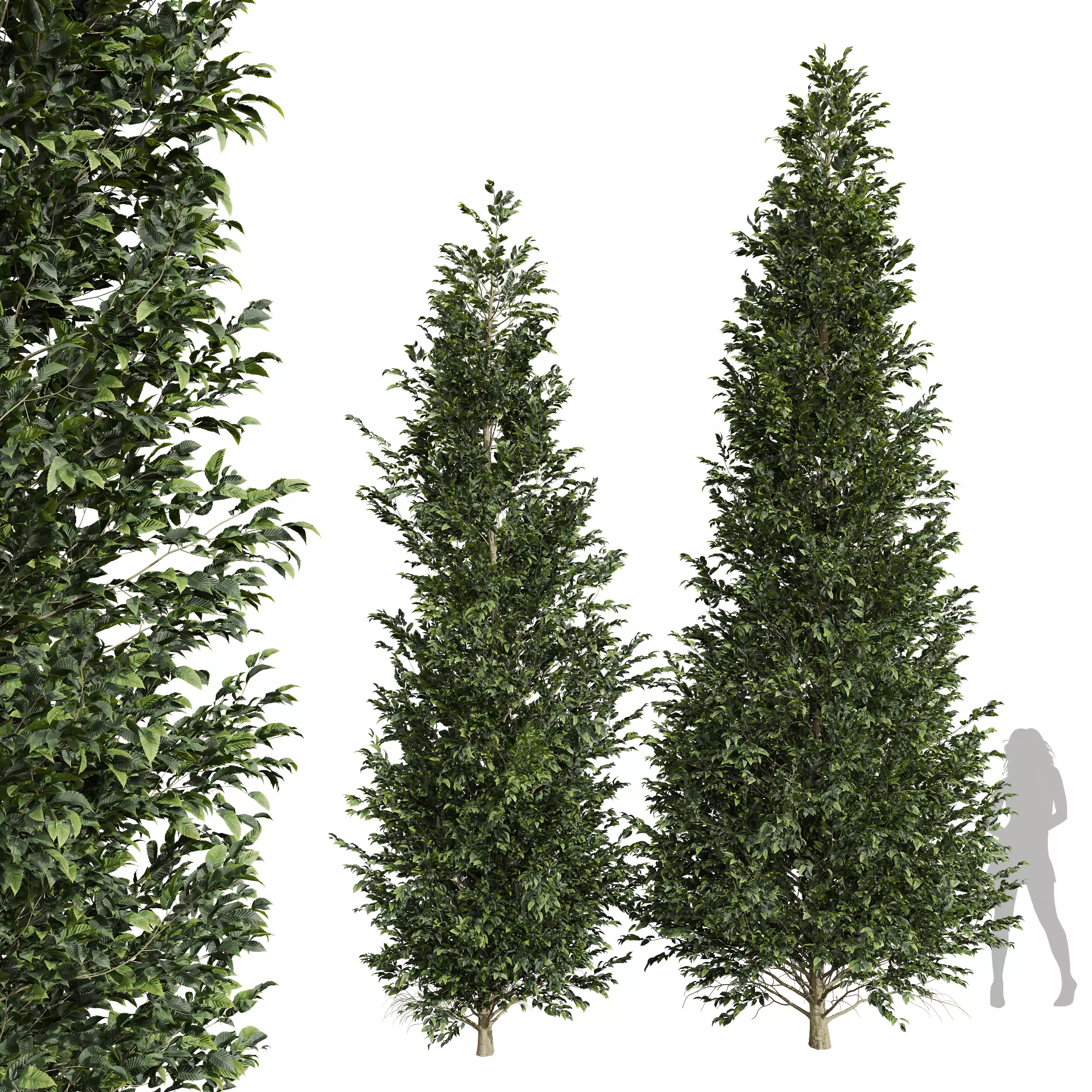 New Tree Carpinus Betulus Med Tall Free 3D model