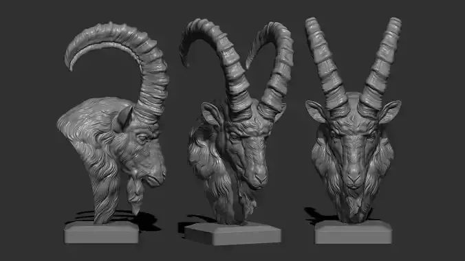 Ibex goat head 3D print model