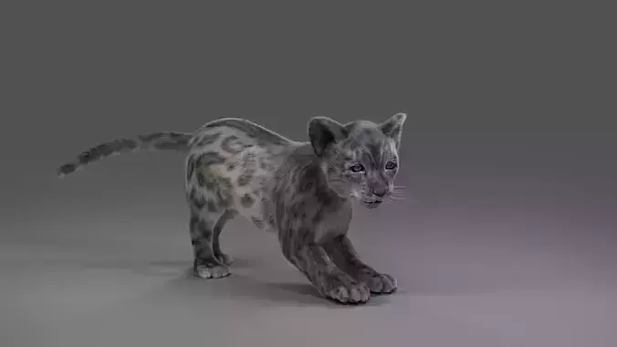 Fur Baby Snow Leopard Rigged and Animated in Blender