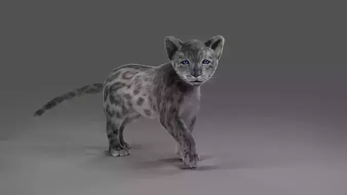 Fur Baby Snow Leopard Rigged in Blender 