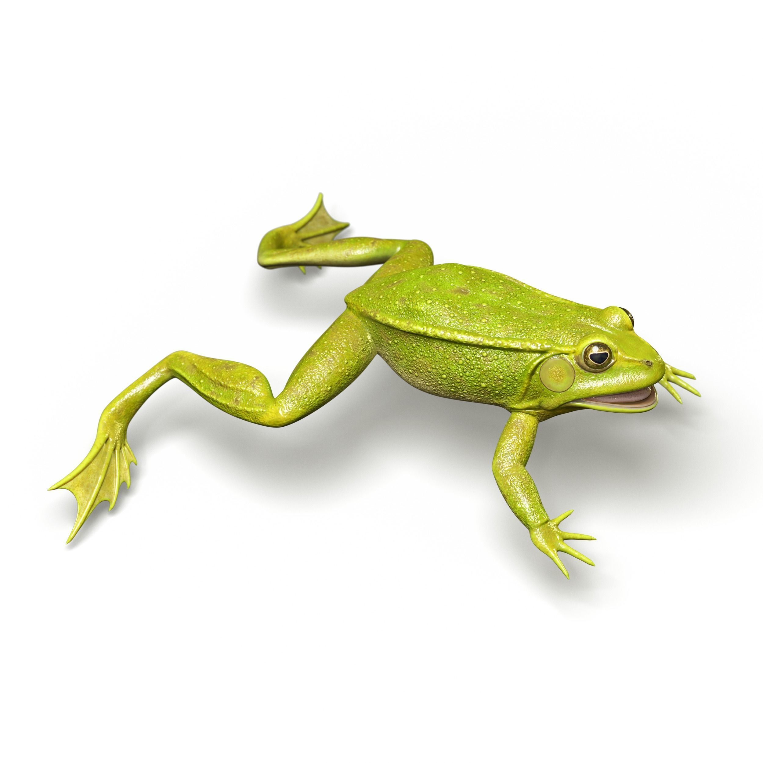 Lake Frog Low-poly 3D model_3