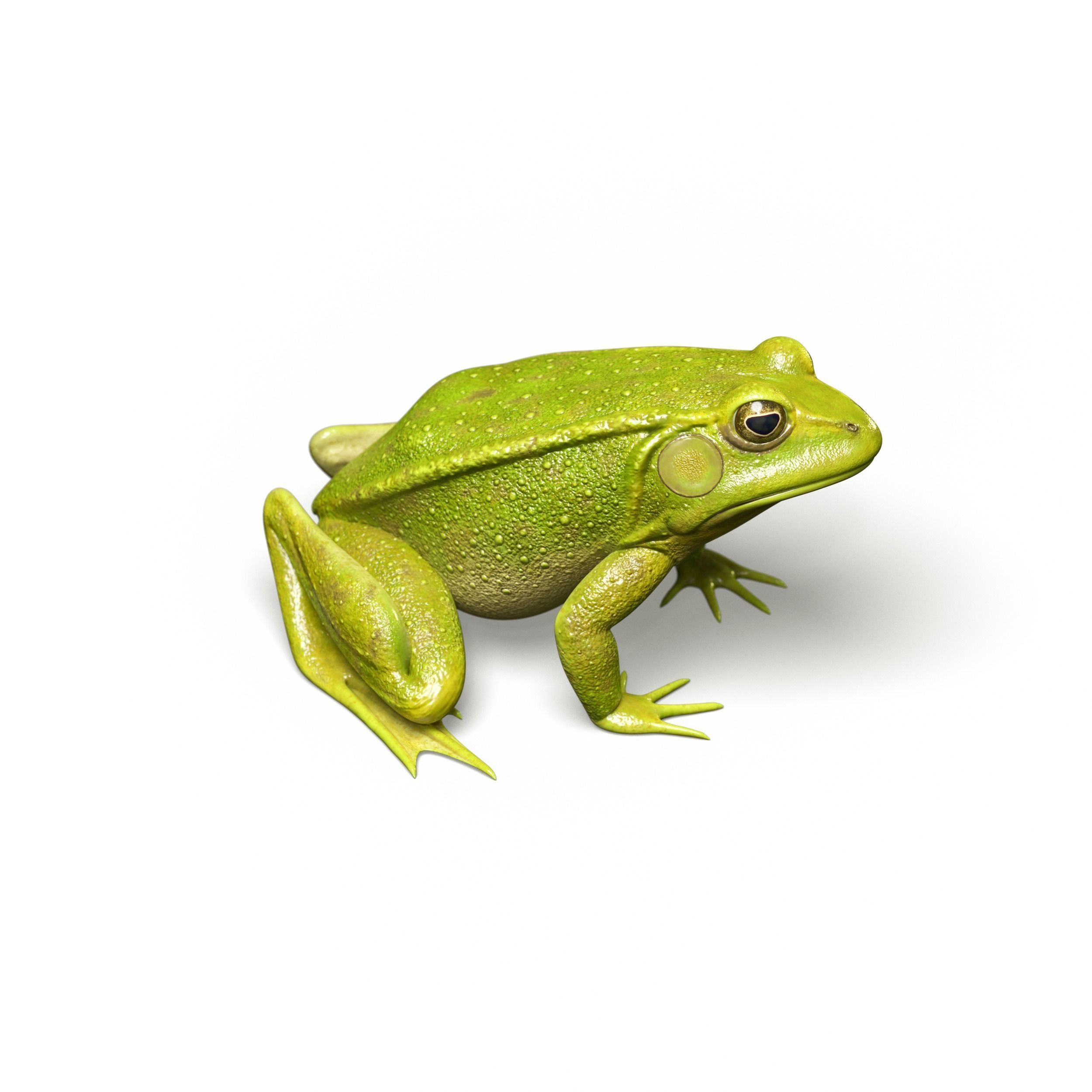 Lake Frog Low-poly 3D model_4