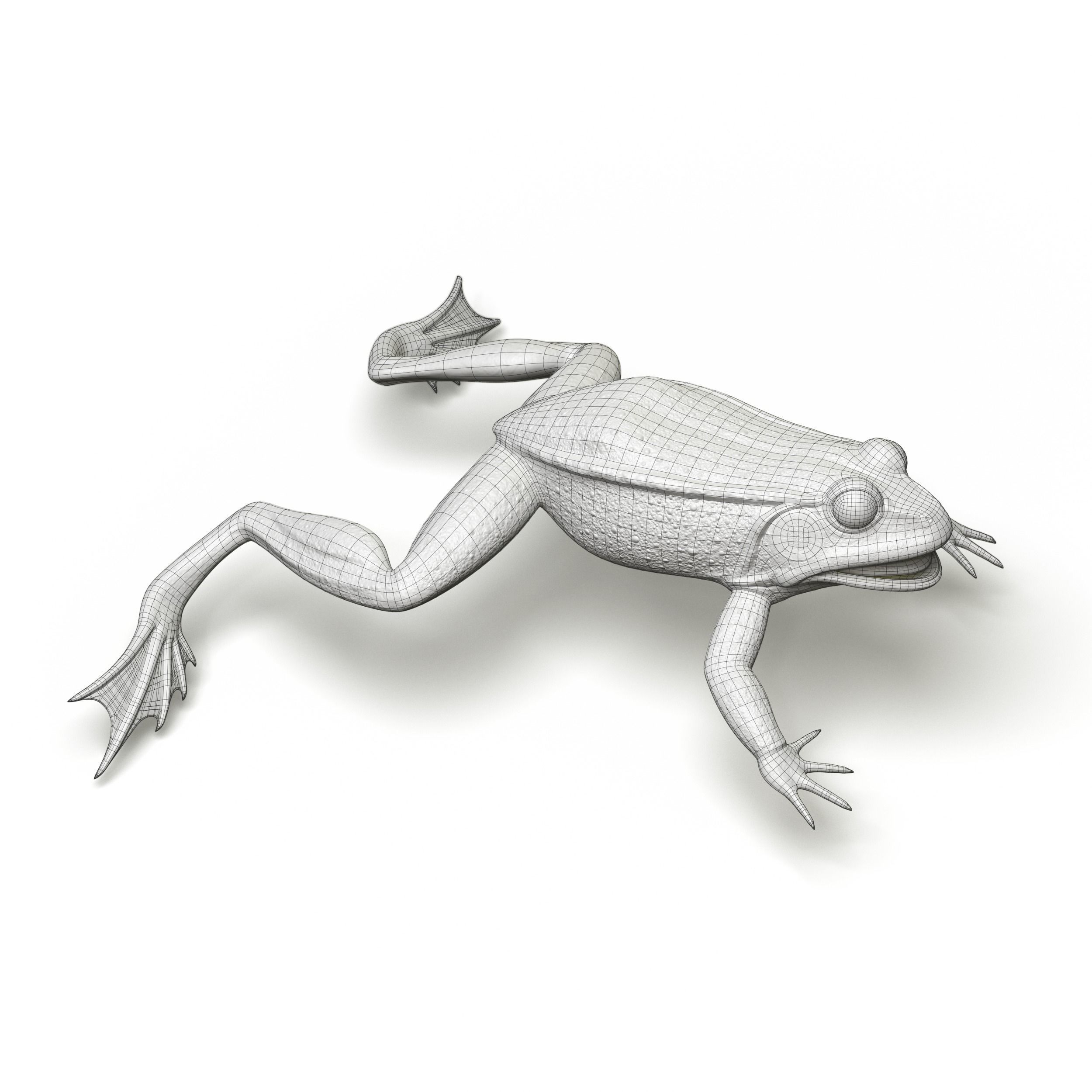 Lake Frog Low-poly 3D model_5