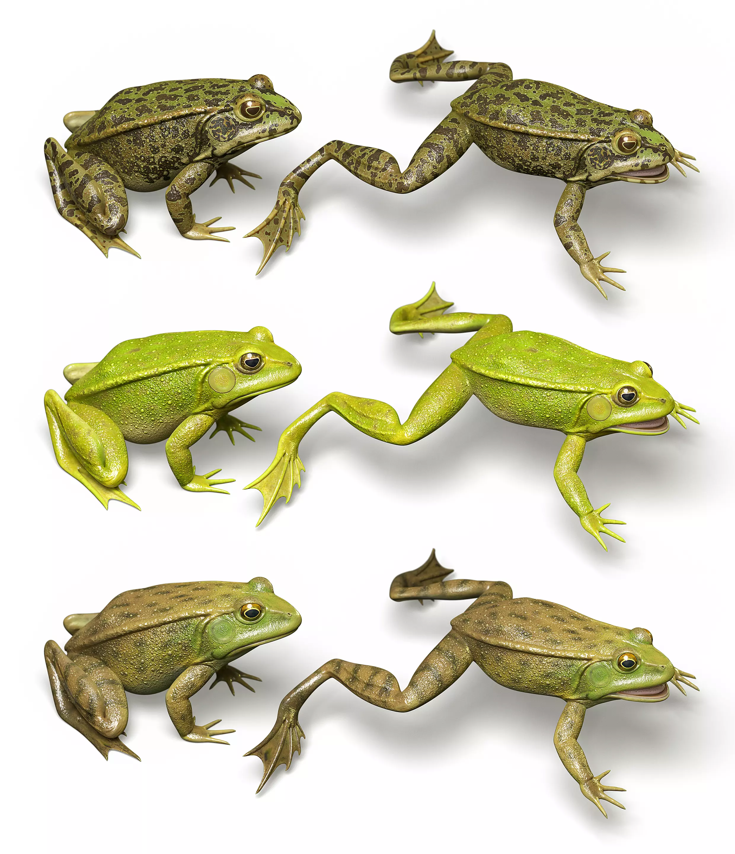 Lake Frog Low-poly 3D model_0