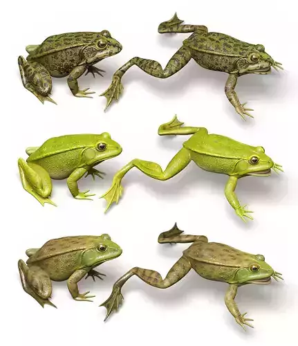 Lake Frog Low-poly 3D model