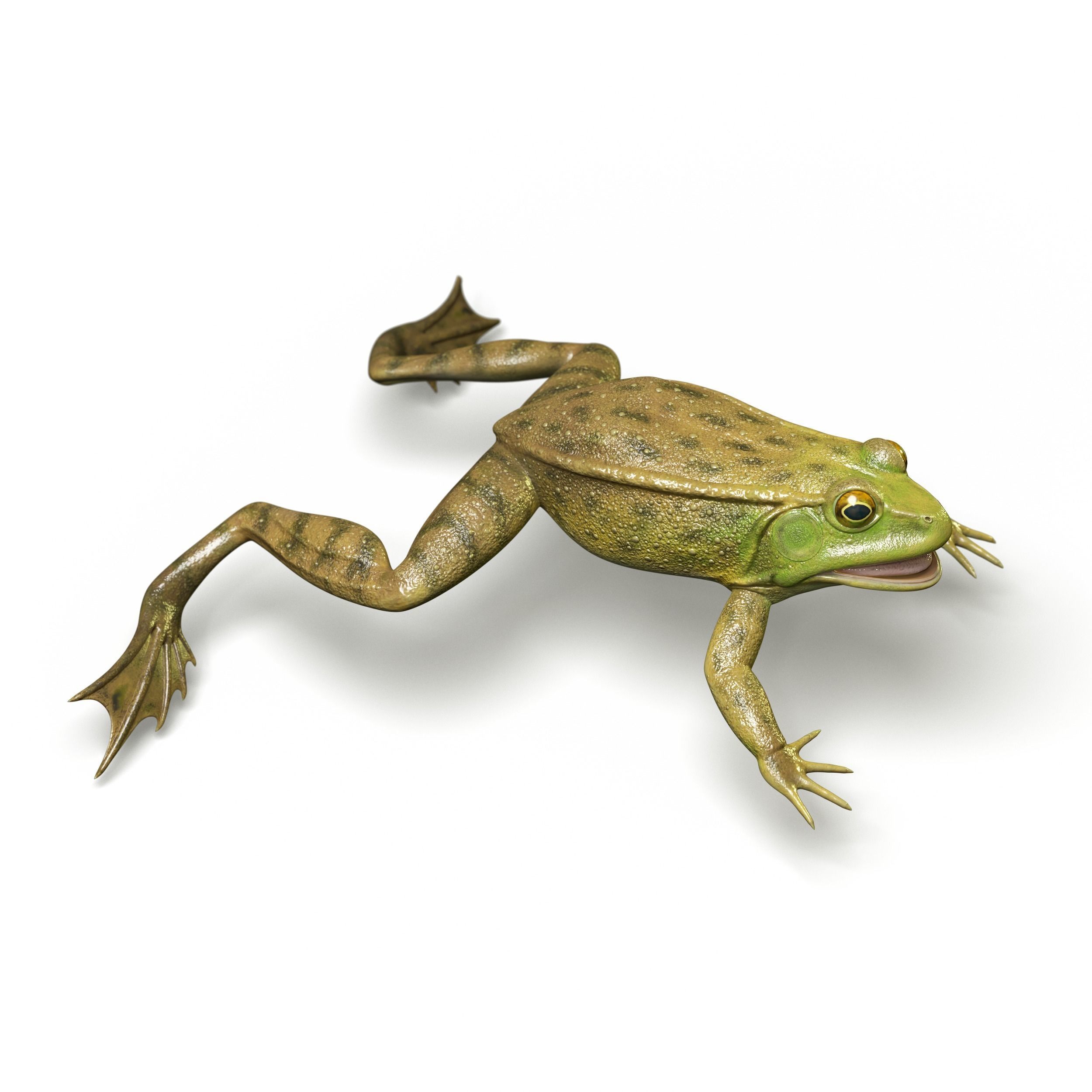 Lake Frog Low-poly 3D model_1