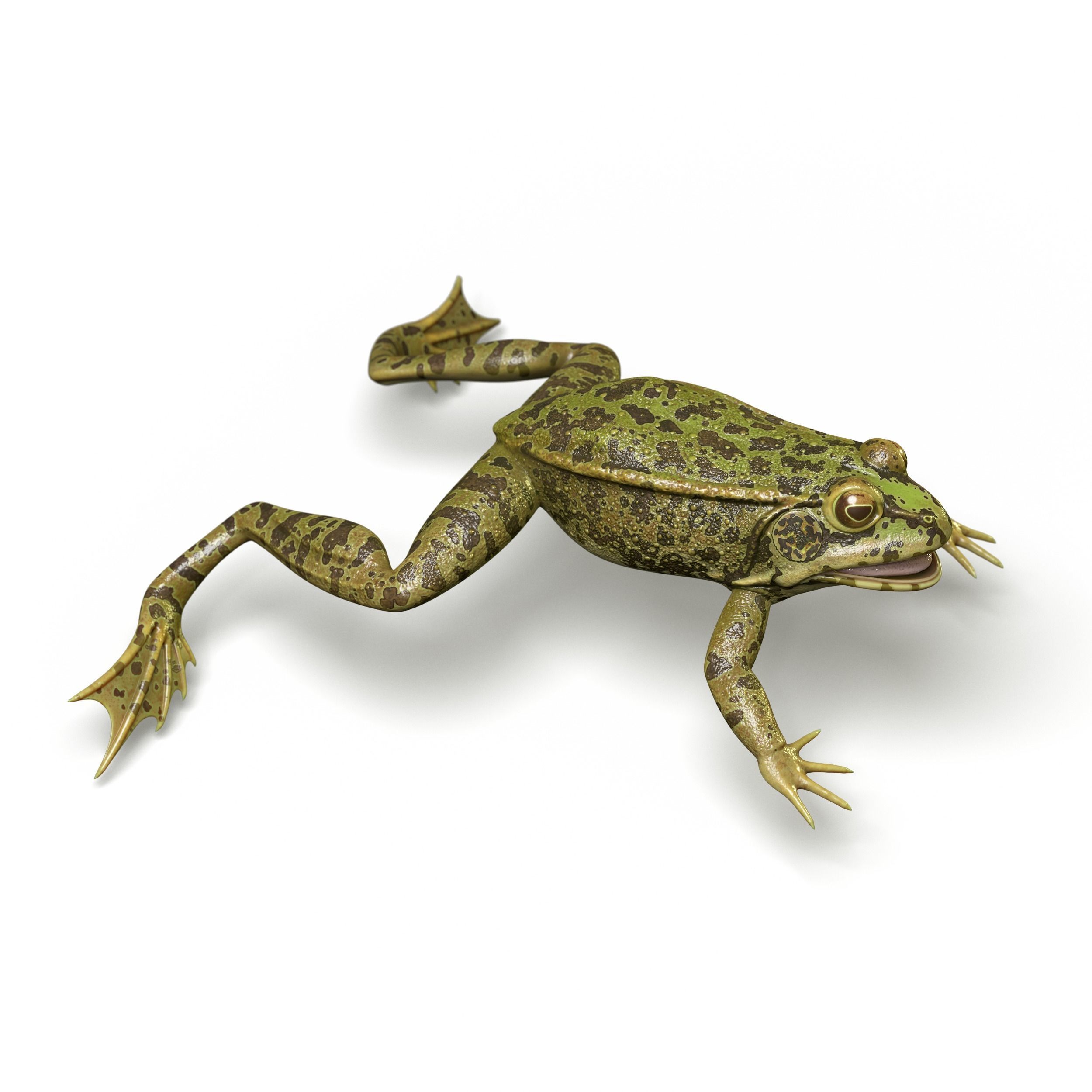 Lake Frog Low-poly 3D model_7