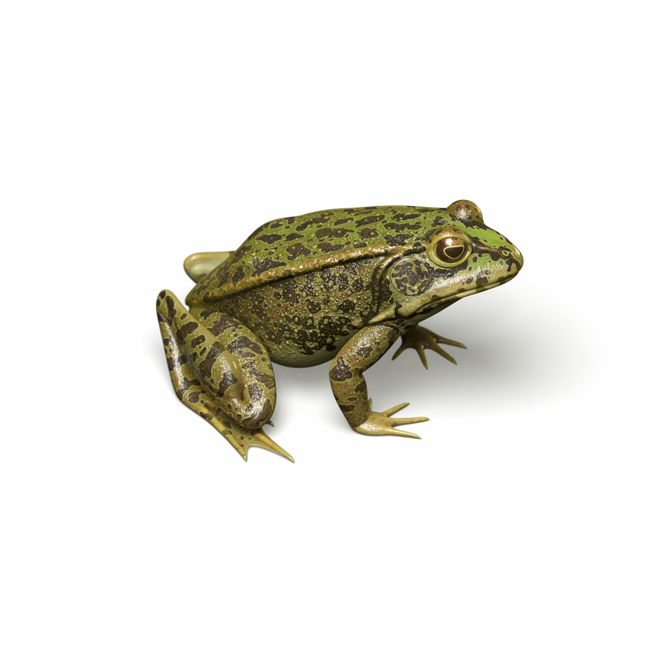 Lake Frog Low-poly 3D model_8