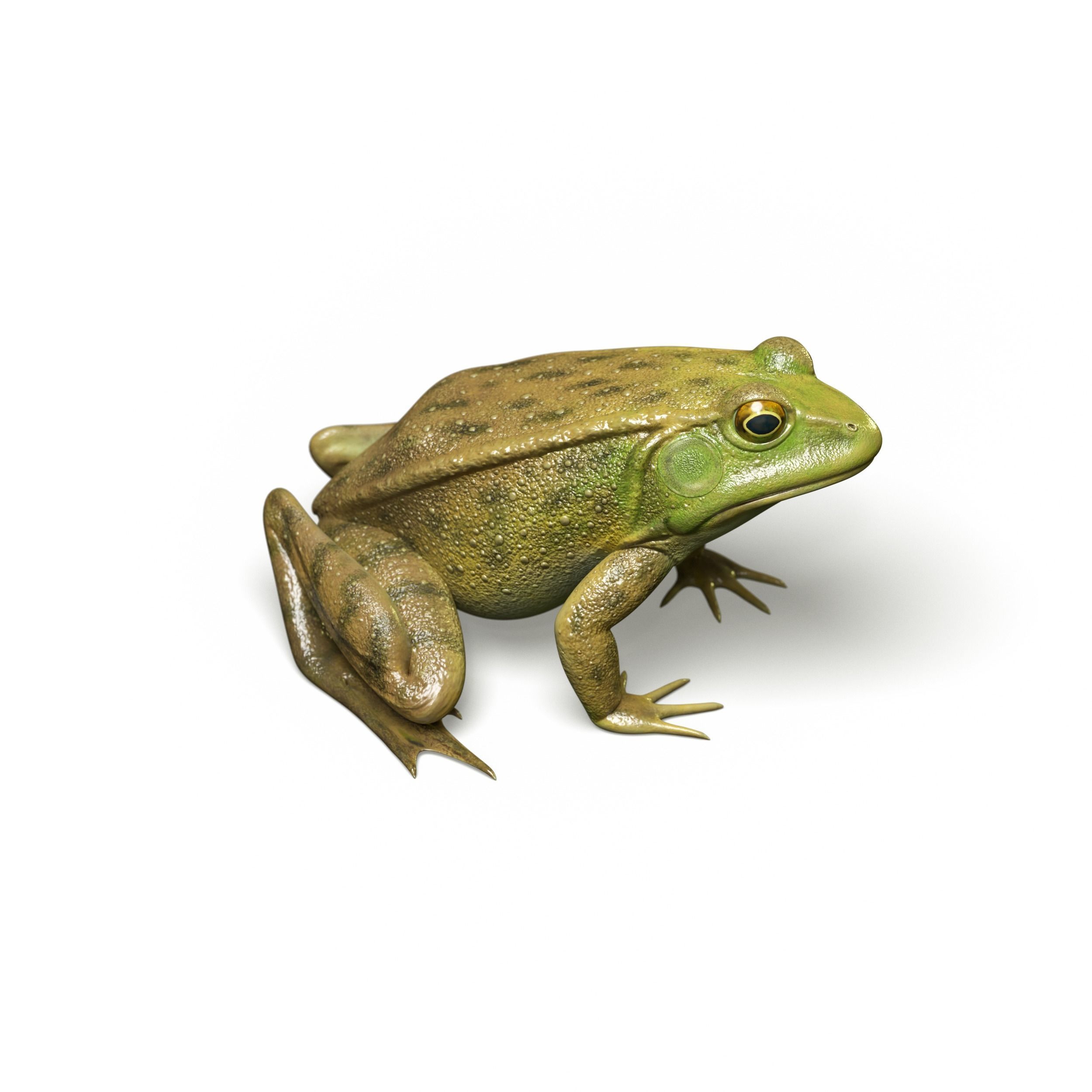 Lake Frog Low-poly 3D model_2