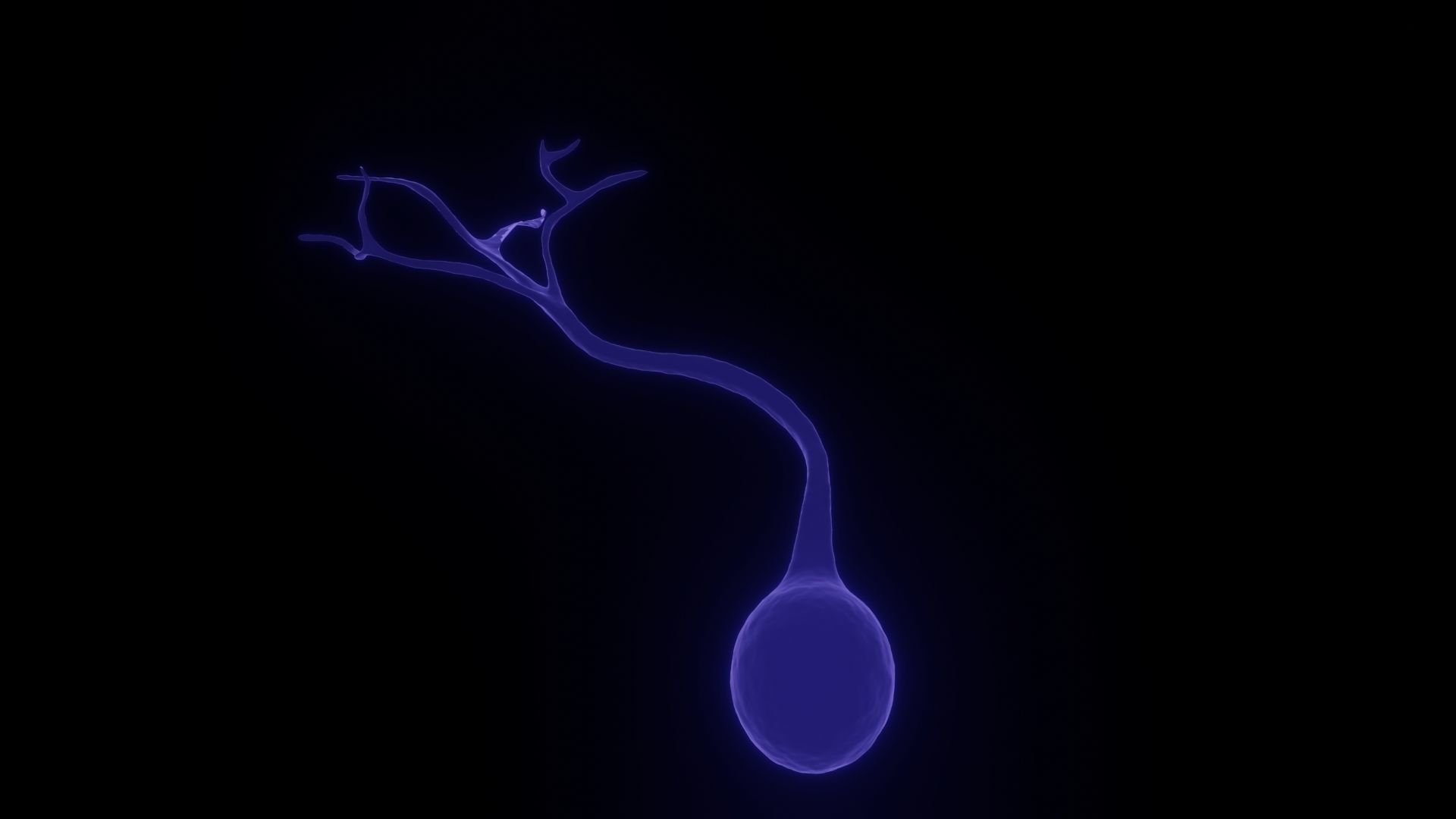 Unipolar Neuron 3D model_4