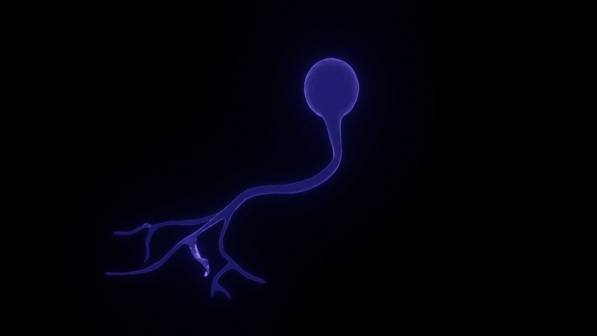 Unipolar Neuron 3D model_2