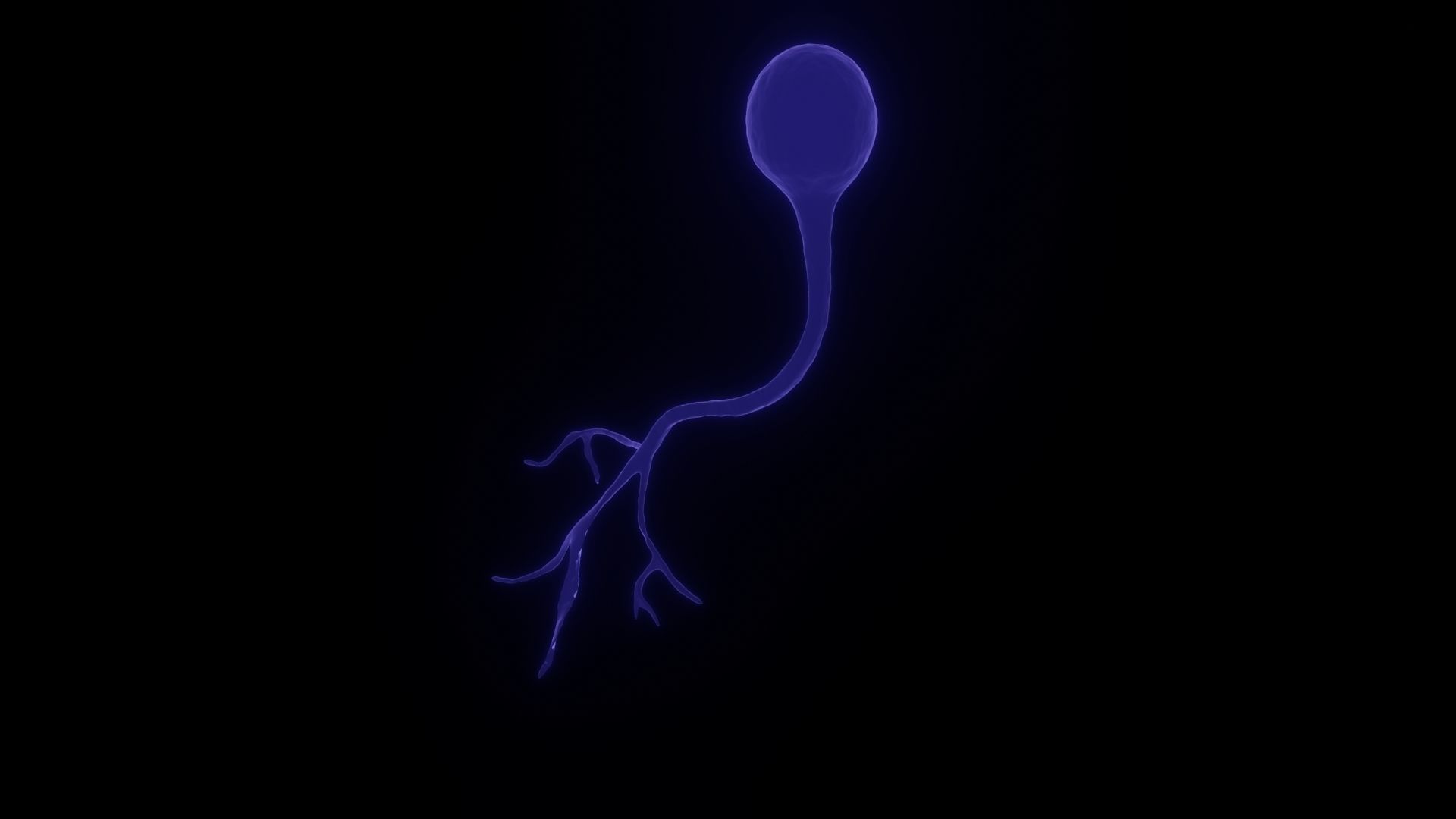 Unipolar Neuron 3D model_3