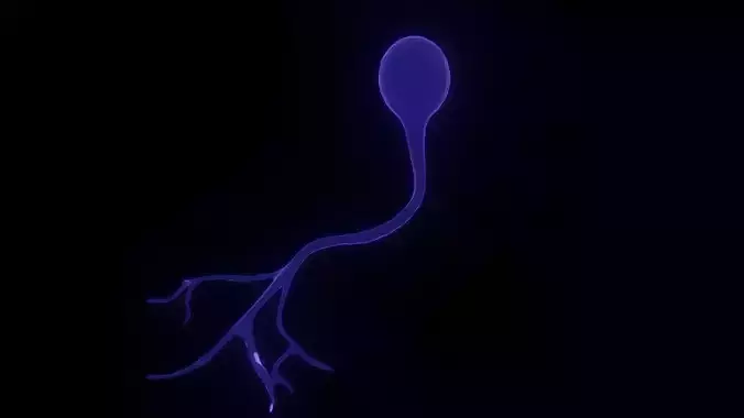 Unipolar Neuron 3D model