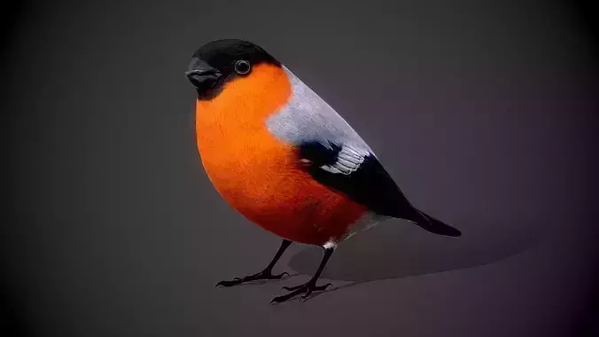 Bird Bullfinch 3D model 3D model