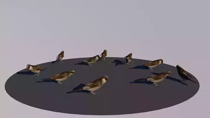 Sparrow Flock Animation