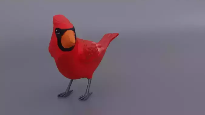 Cardinal bird