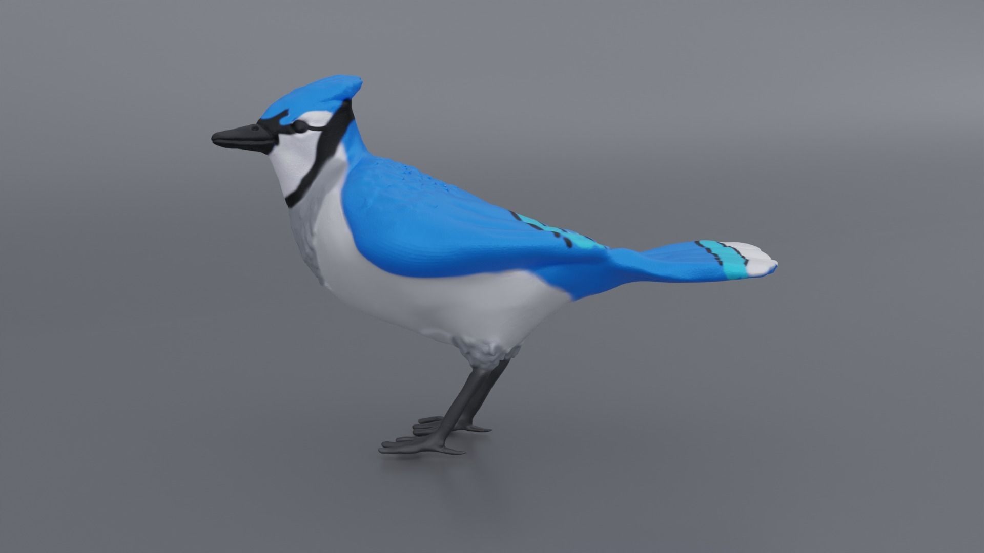 Bluejay jay 3D print model_3